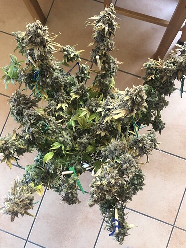 Growreport Bild 2