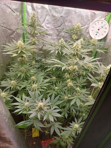Growreport Bild 2