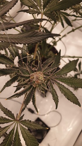 Growreport Bild 5