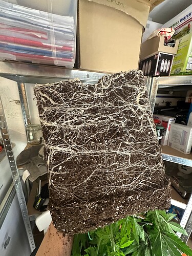 Growreport Bild 50