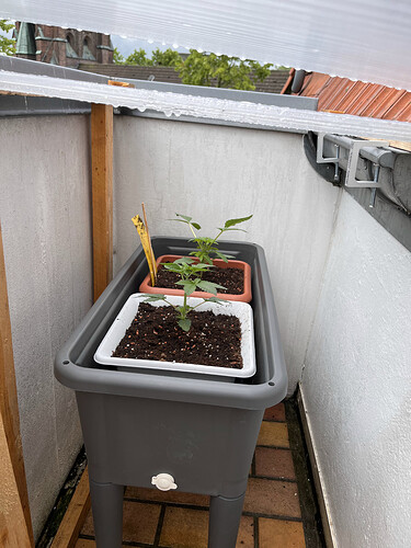 Growreport Bild 45
