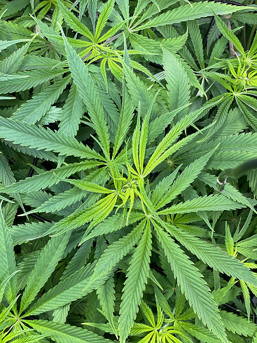 Growreport Bild 18