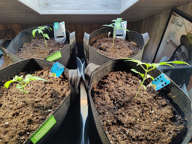 Growreport Bild 1