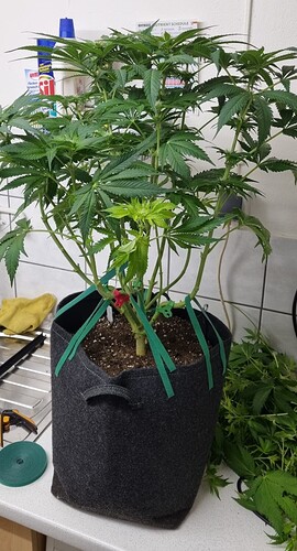 Growreport Bild 36