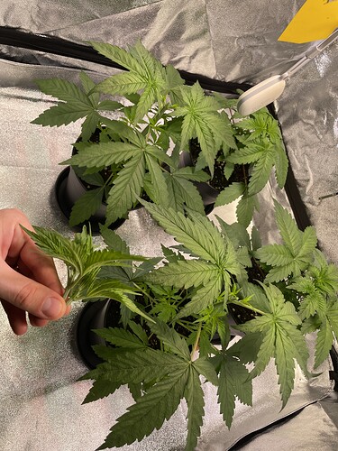 Growreport Bild 11