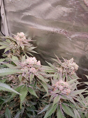 Growreport Bild 5