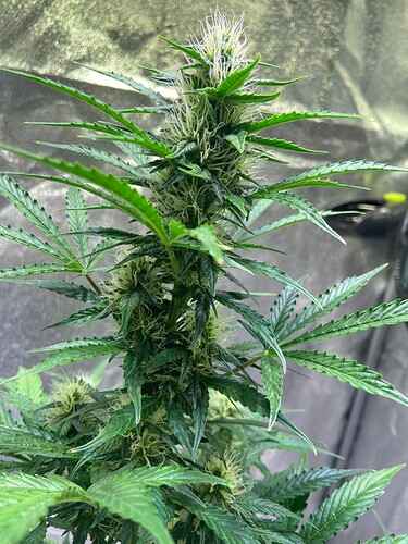 Growreport Bild 11