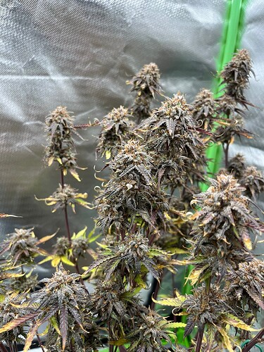 Growreport Bild 15