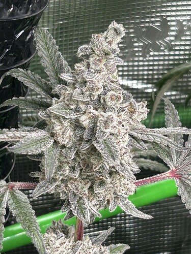 Growreport Bild 6