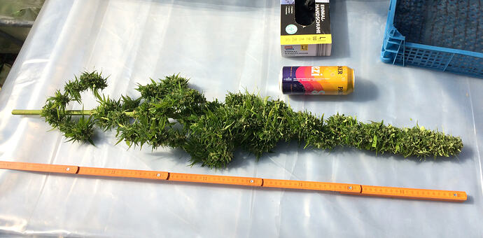 Grow260827ErnteBaggy6