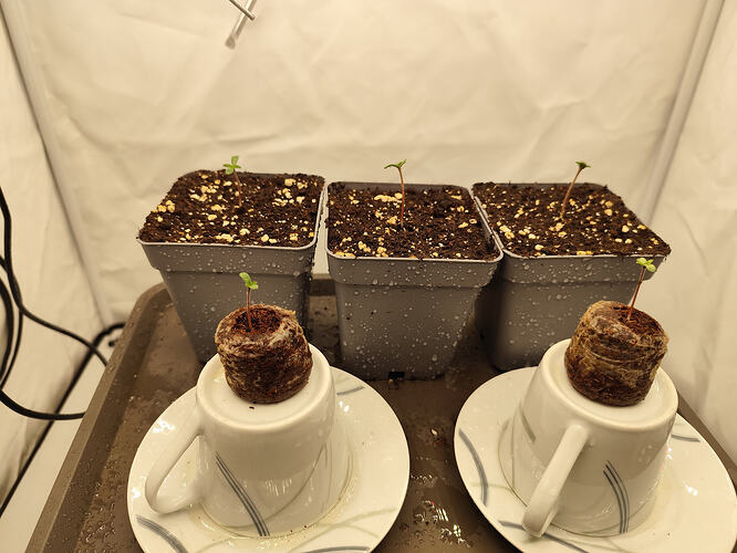 Growreport Bild 1