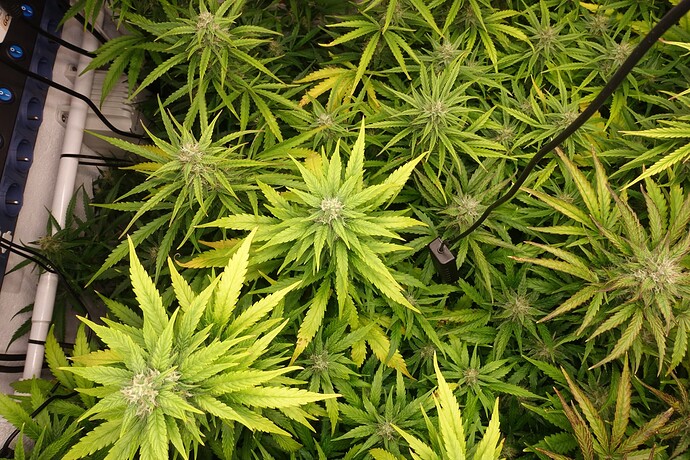 Growreport Bild 4