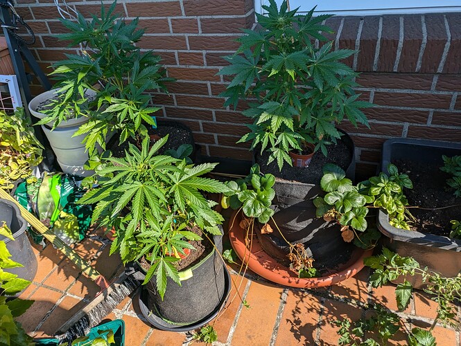 PXL_20240625_074802294