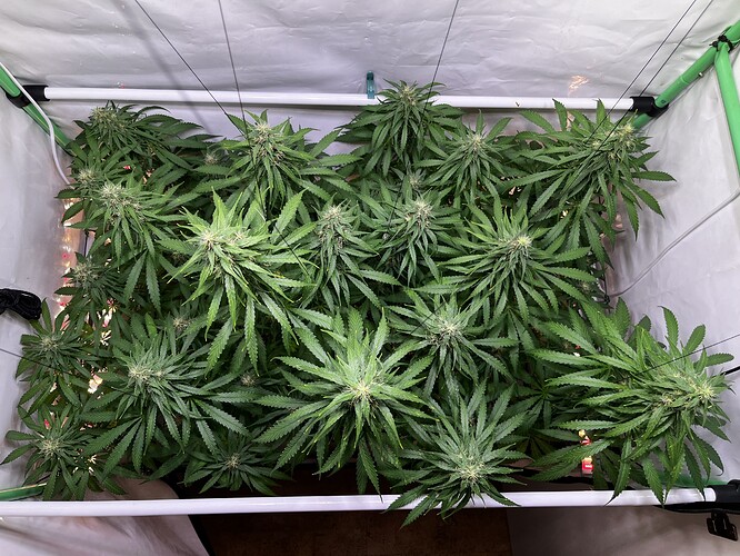 Growreport Bild 2