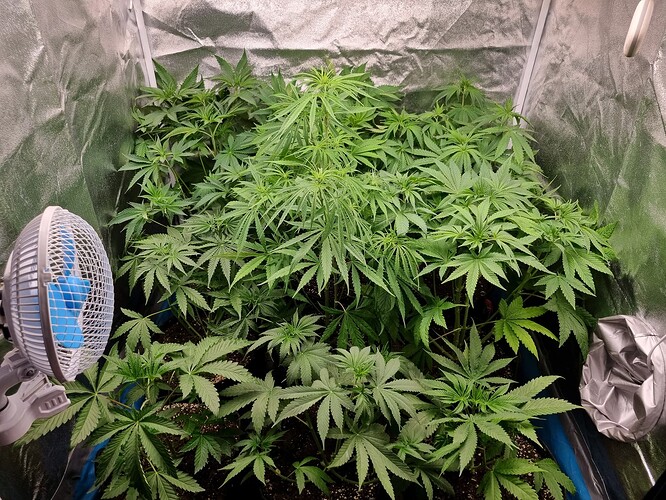 Mehrere junge Cannabispflanzen in einem Zelt, mit einem Ventilator links und einem Abluftschlauch rechts.