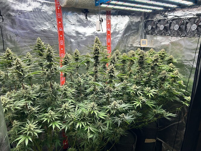 Mehrere blühende Cannabispflanzen in einem Growzelt unter LED-Beleuchtung.
