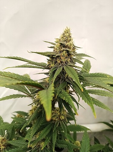 Growreport Bild 14