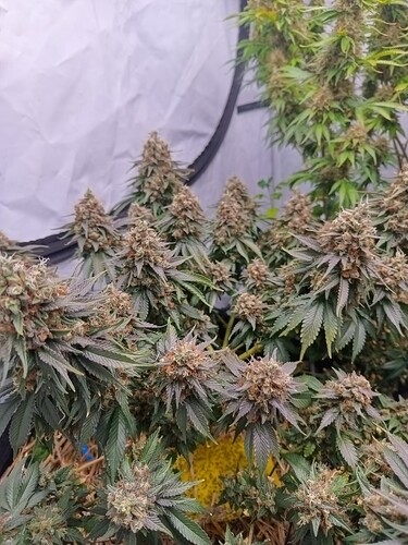 Growreport Bild 10