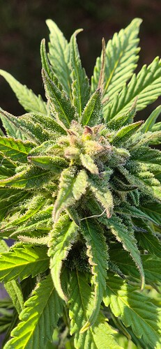 Growreport Bild 39