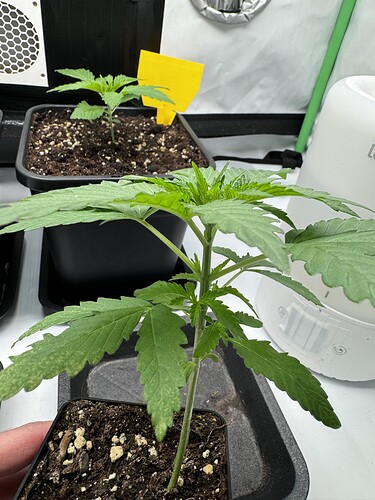 Growreport Bild 4