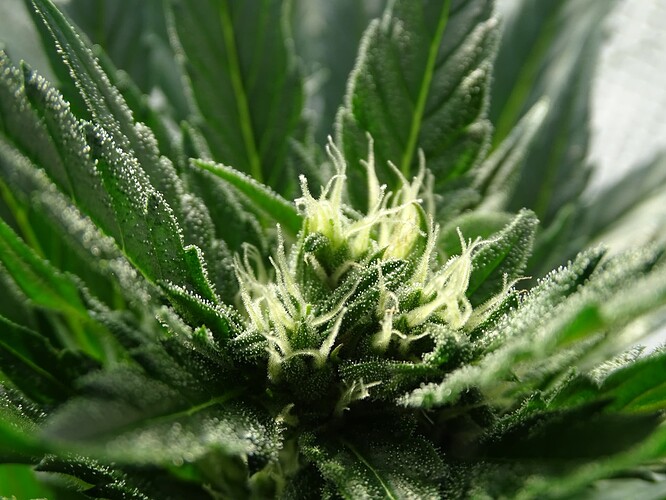Growreport Bild 10