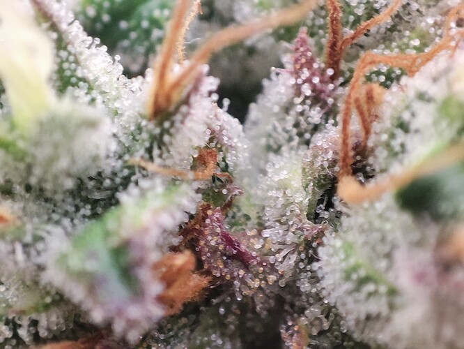 Growreport Bild 7