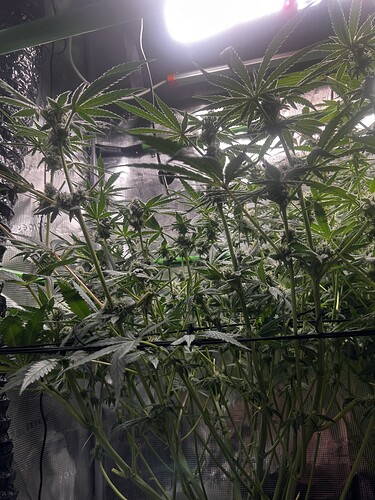 Growreport Bild 38