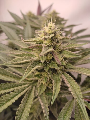 Growreport Bild 15