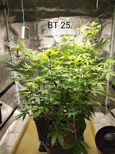 Growreport Bild 1