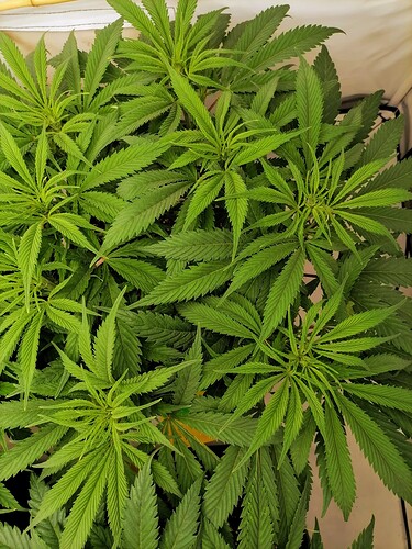 Growreport Bild 10