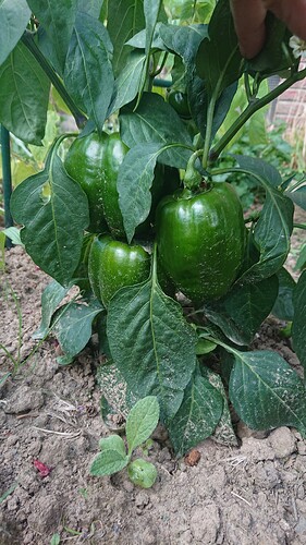 Growreport Bild 16