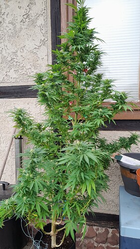Growreport Bild 4