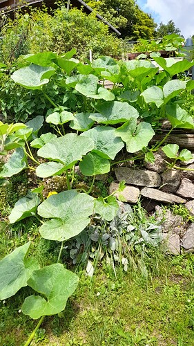 Growreport Bild 35