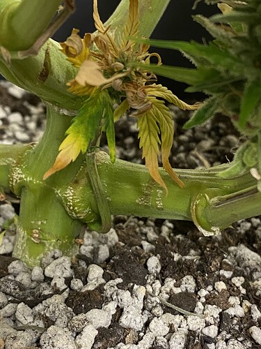 Growreport Bild 12