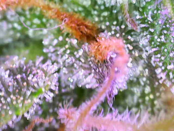 Growreport Bild 10