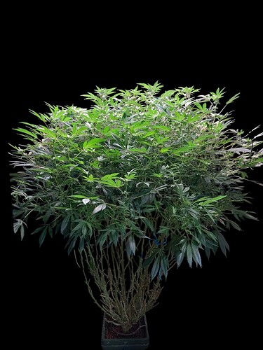 1000002254-Photoroom