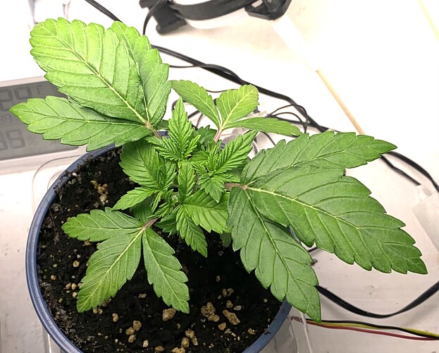 Growreport Bild 29