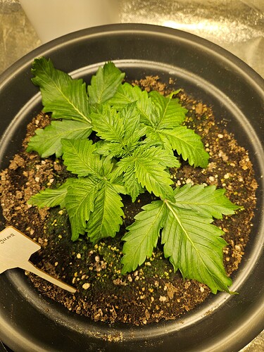 Growreport Bild 9