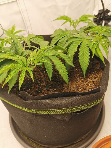 Growreport Bild 8