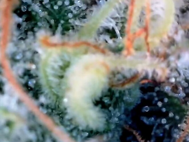 Growreport Bild 41