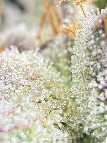 Growreport Bild 24