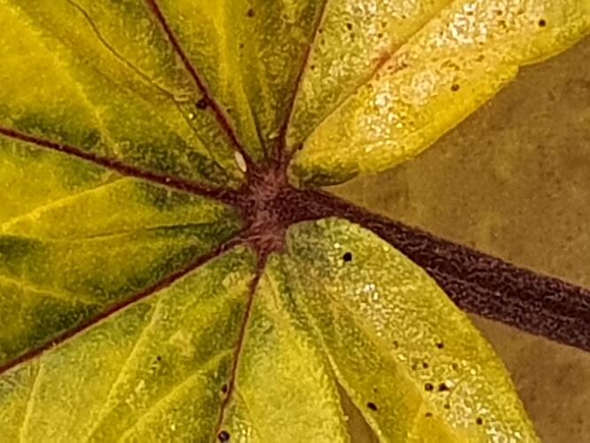 Amnesia_65Tage-2024-09-14-004