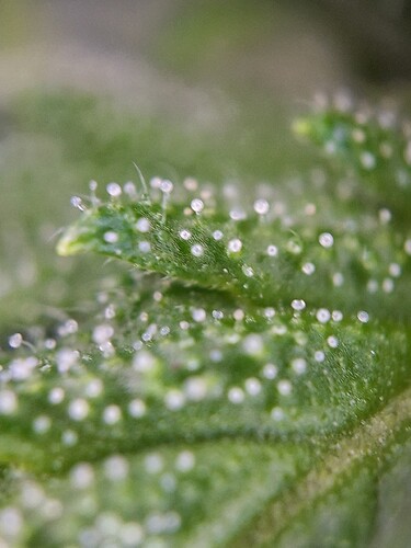 Growreport Bild 8