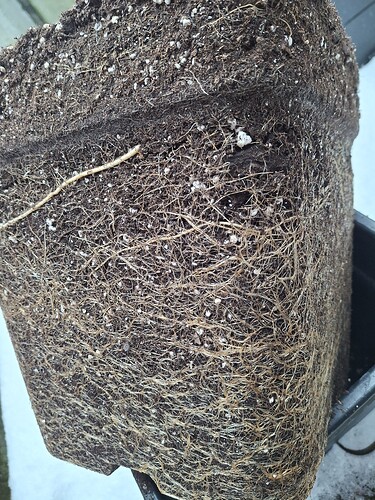 Growreport Bild 16
