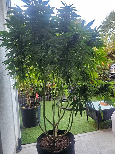 Growreport Bild 6