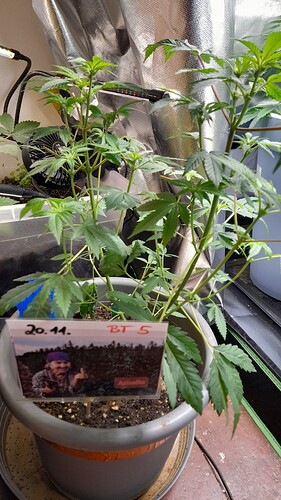 Growreport Bild 1