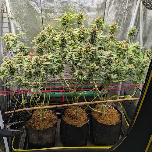 Growreport Bild 1