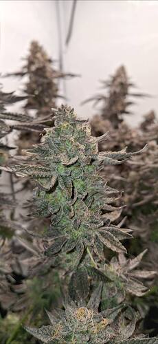 Growreport Bild 7