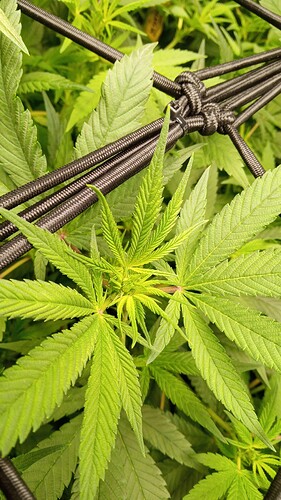 Growreport Bild 3