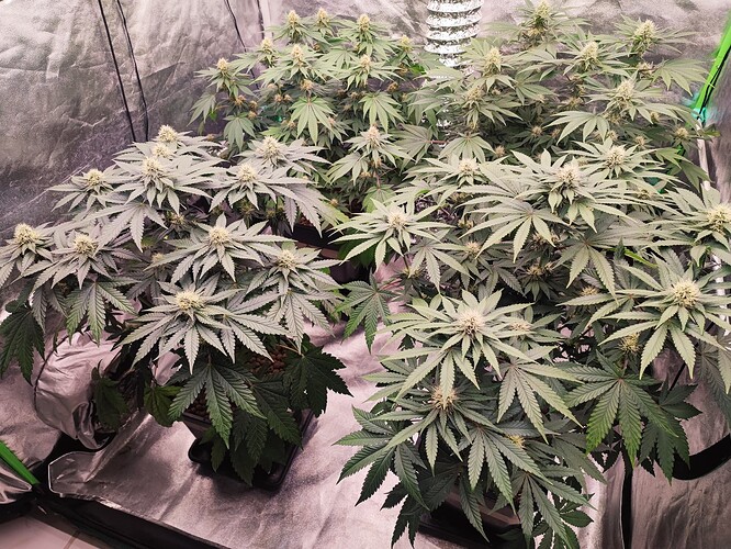Growreport Bild 8